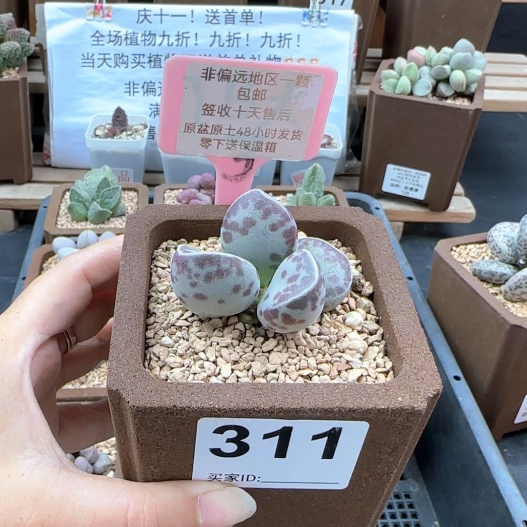 9****7311艾薇蛋多肉植物