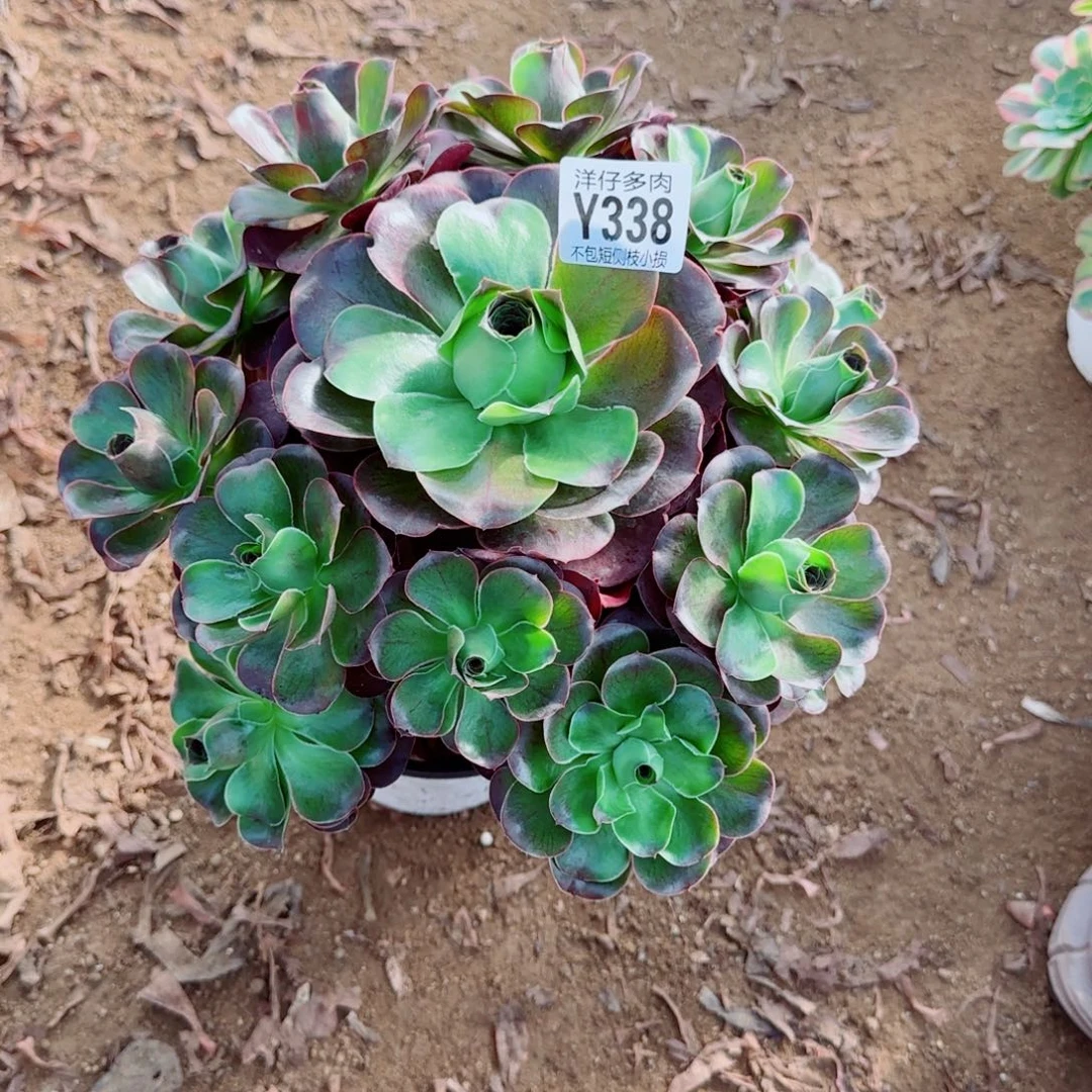 魅金玫瑰发338冠幅26