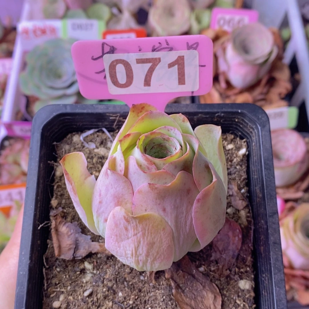 卖****仙山地玫瑰一物一拍071