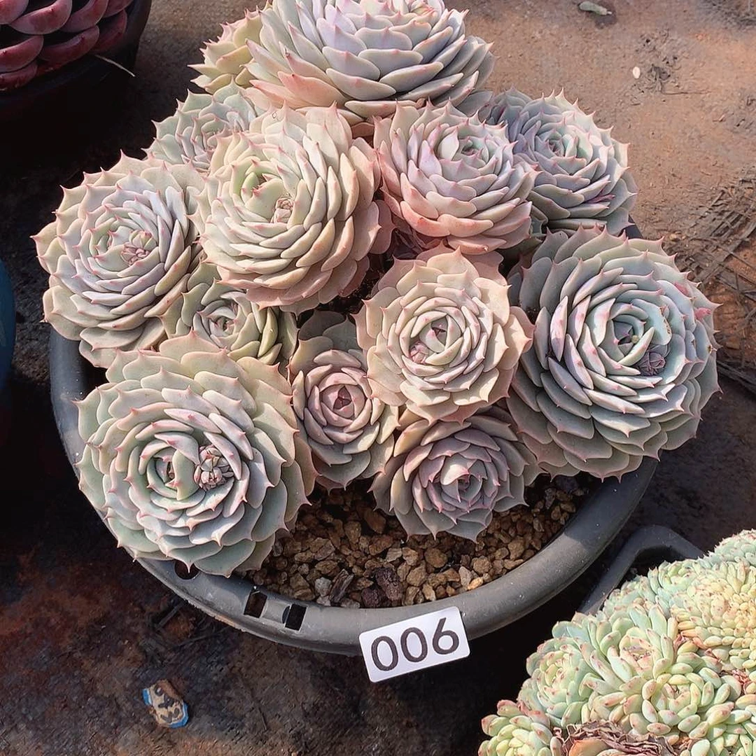 006露娜莲 一物一拍多肉