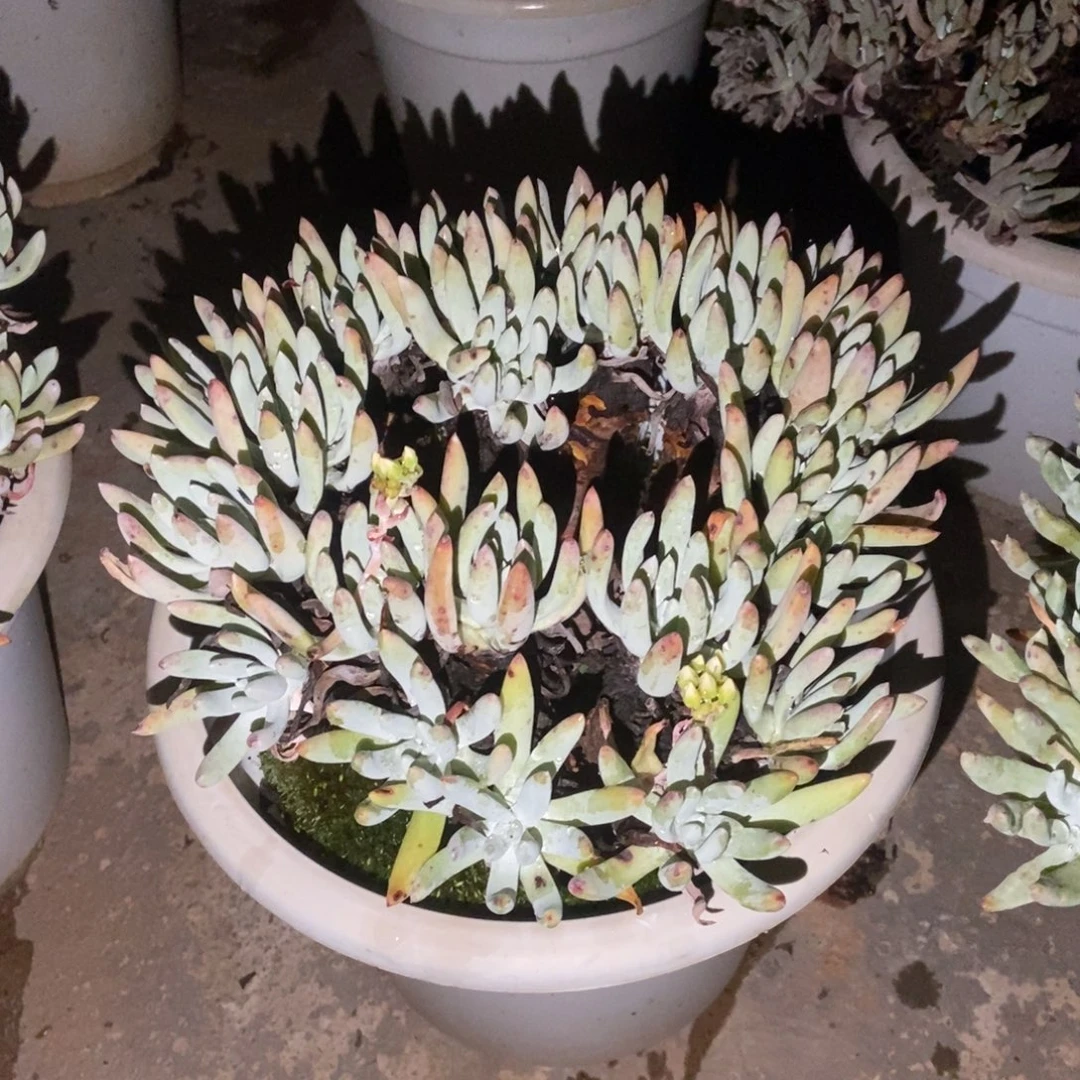 奥罗拉多肉植物啦啦啦