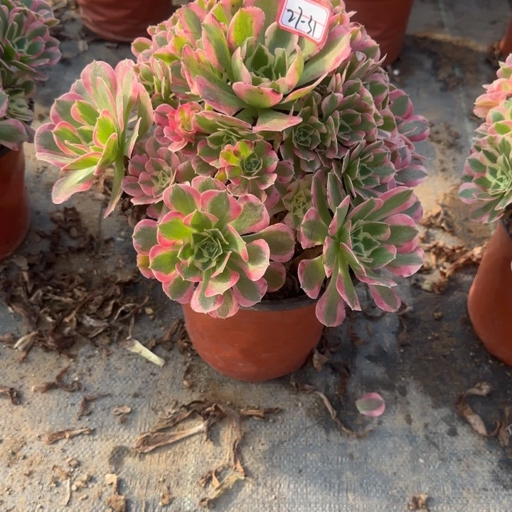 27-31粉玲珑多肉不包断肢