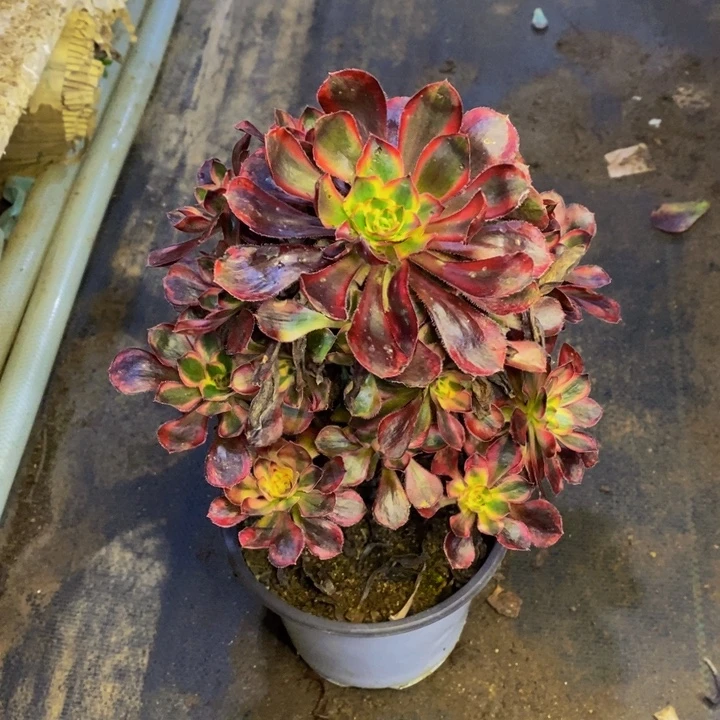 香奈儿多肉断头不包1345