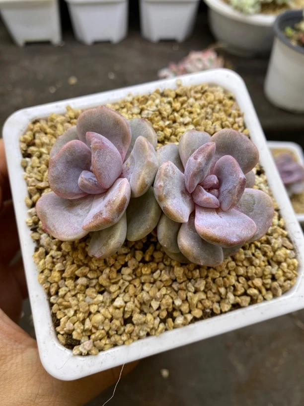 多肉植物，可达鸭双头，紫色系肉肉