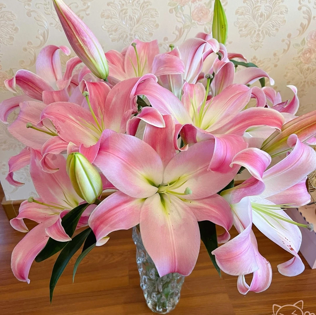 【粉色圆舞曲】香水百合东北水养鲜花清新芳香家用插花