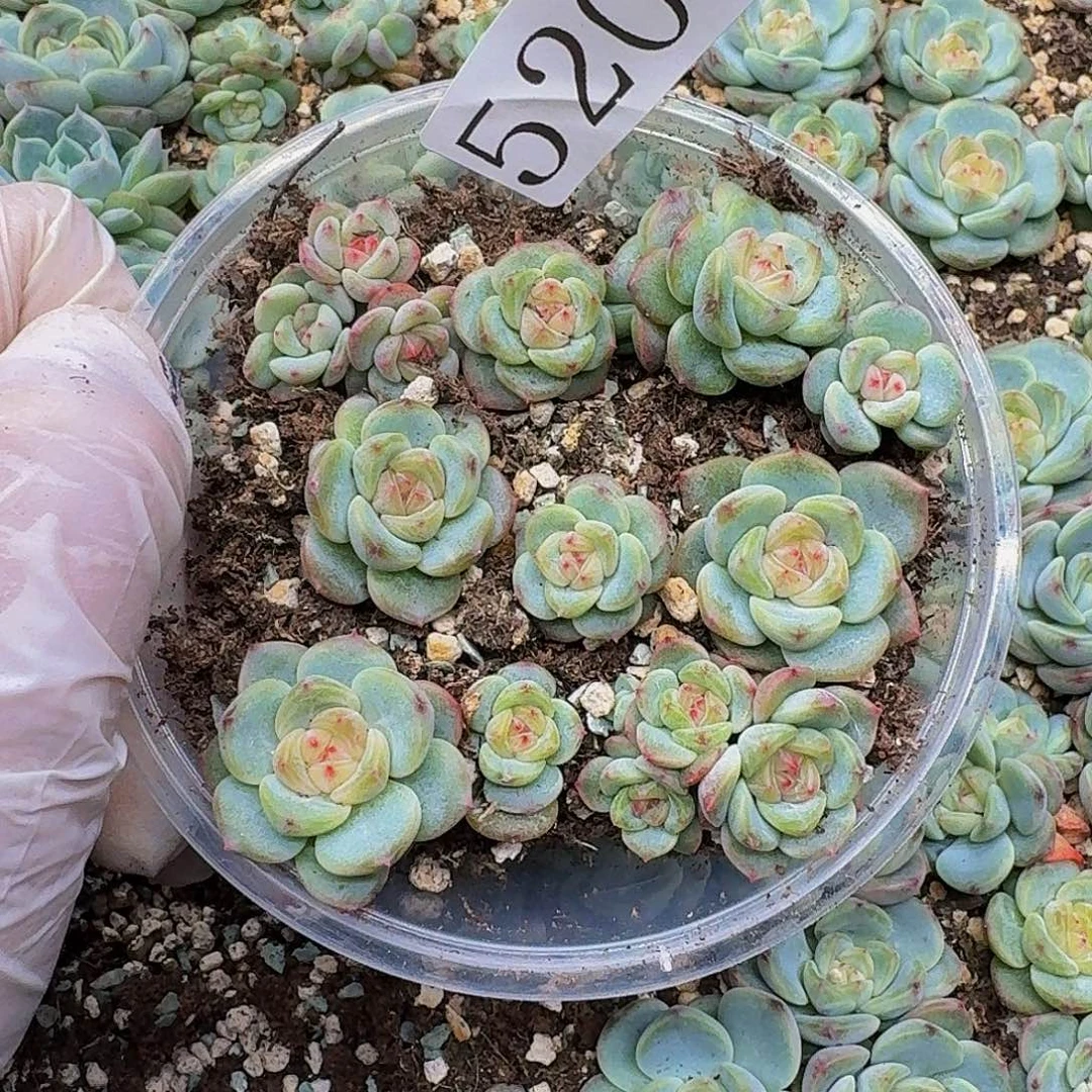 多肉植物多肉植物520