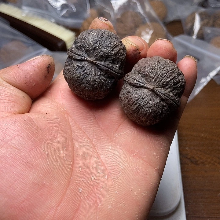 把件文玩核桃云南铁核桃炸福利直播间80号