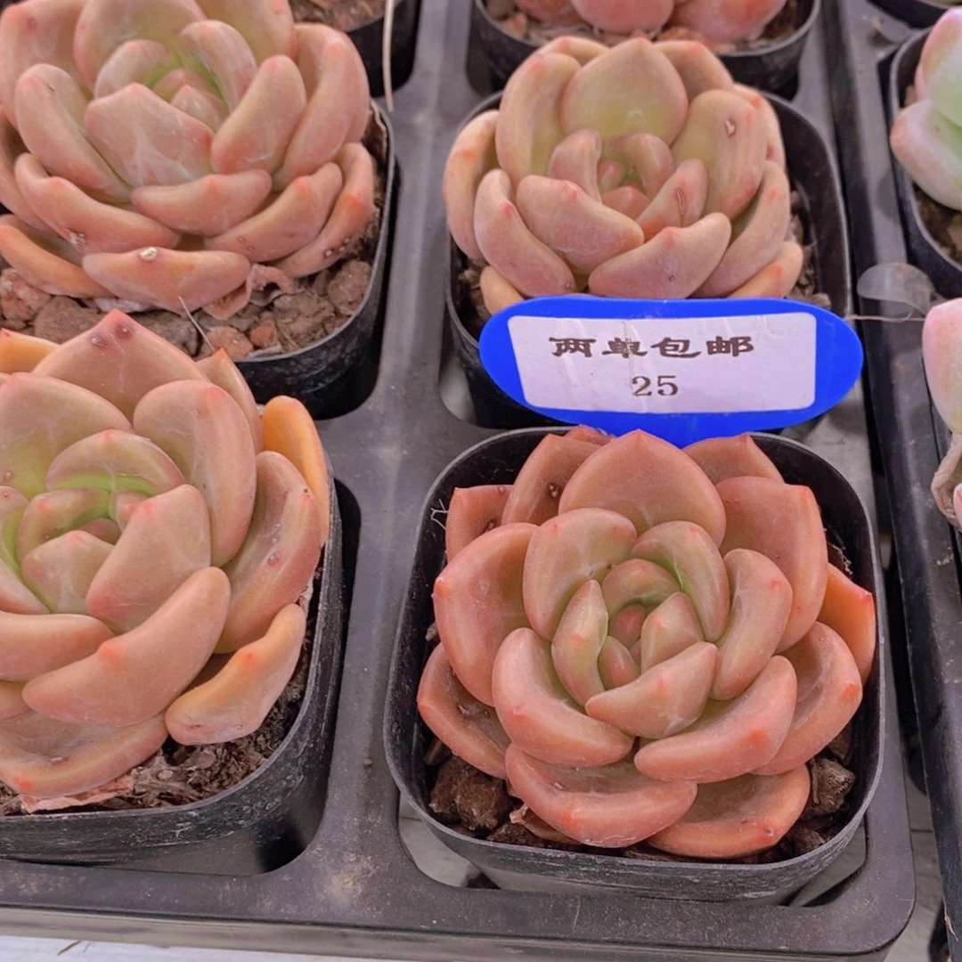 25-精品奶油白兰地单头一个