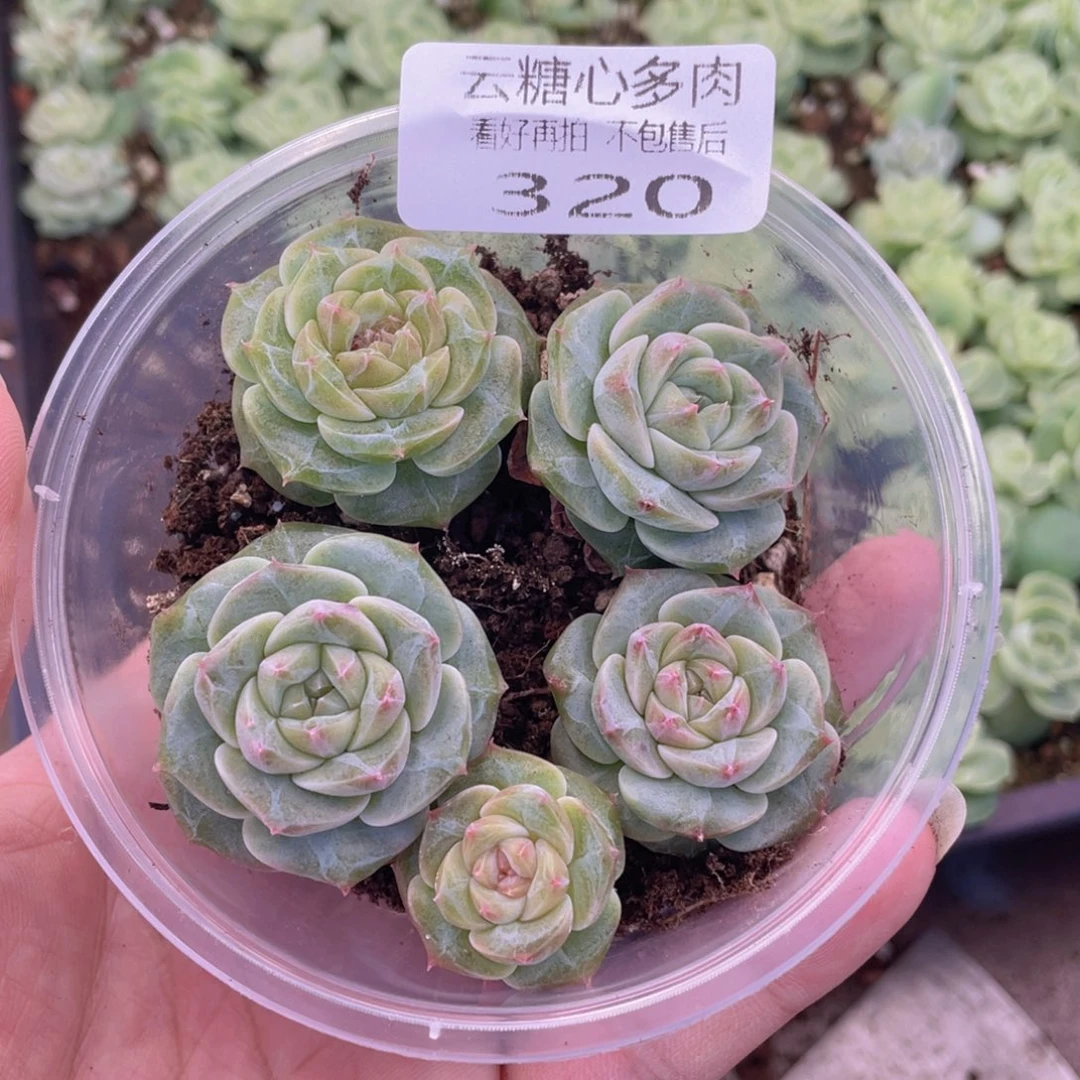 云糖心多肉植物320