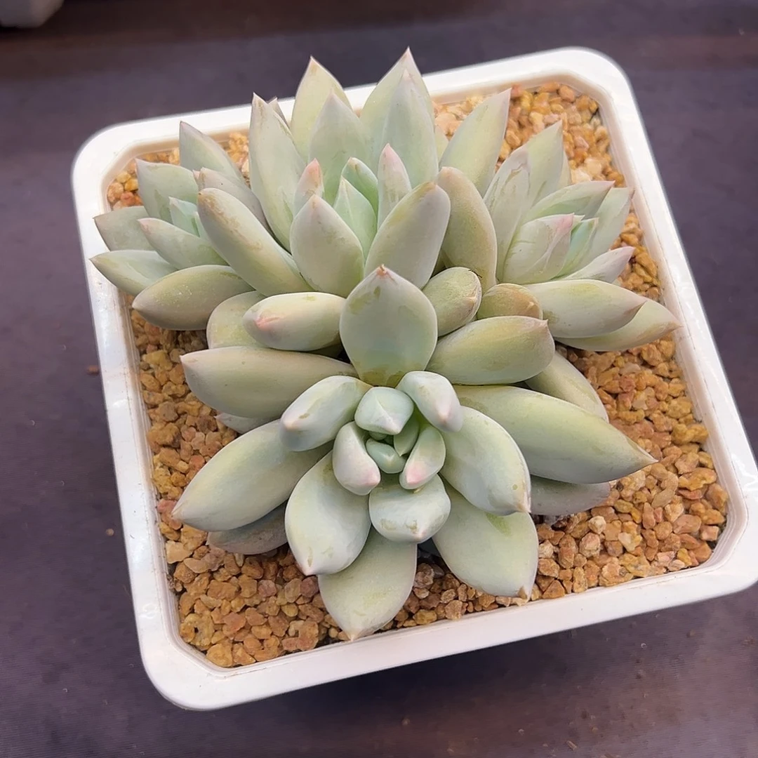 伊丽莎白多肉植物大群