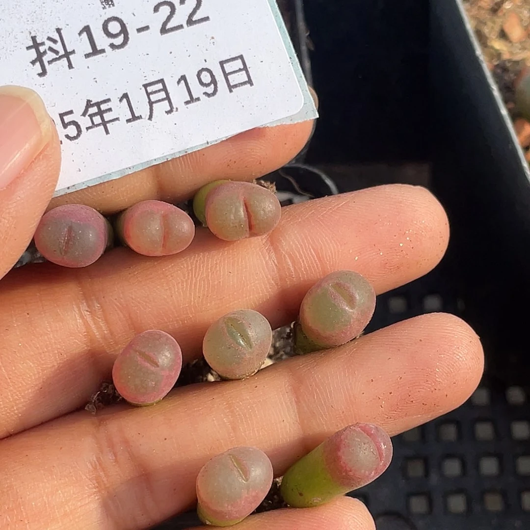 薄****19-22肉锥多肉植物