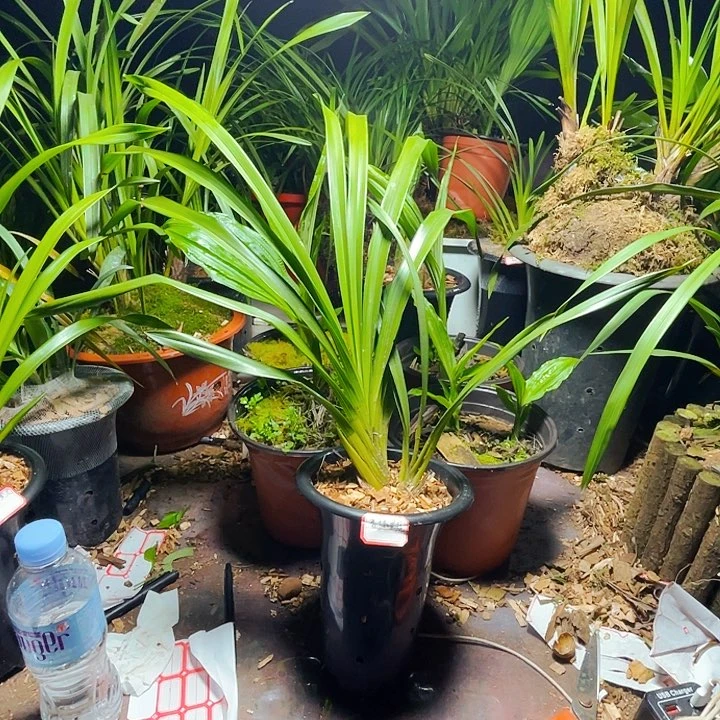 当前无花栽培后可以开花