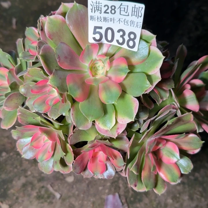 5038香妃多肉植物