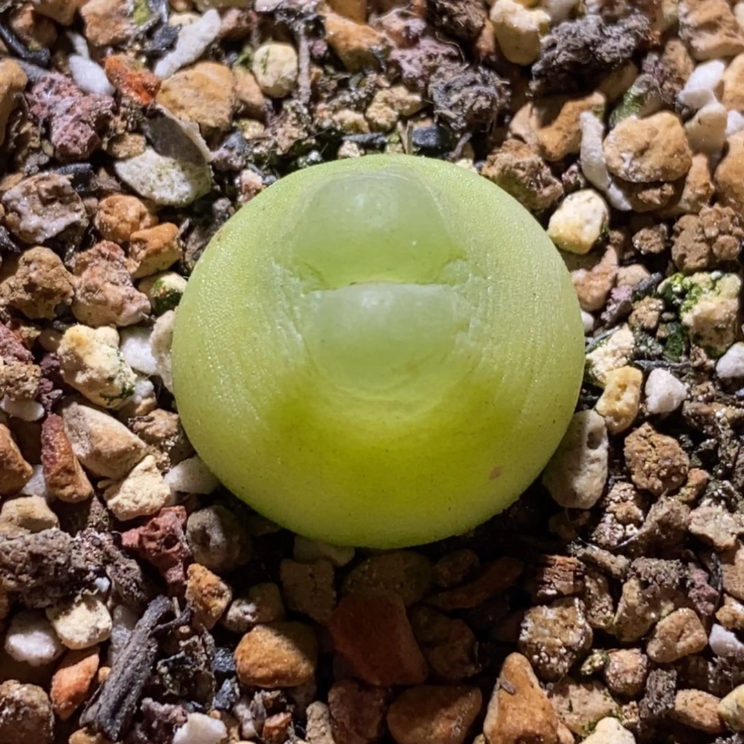 可爱揪揪窗登登子可爱揪揪窗登登子