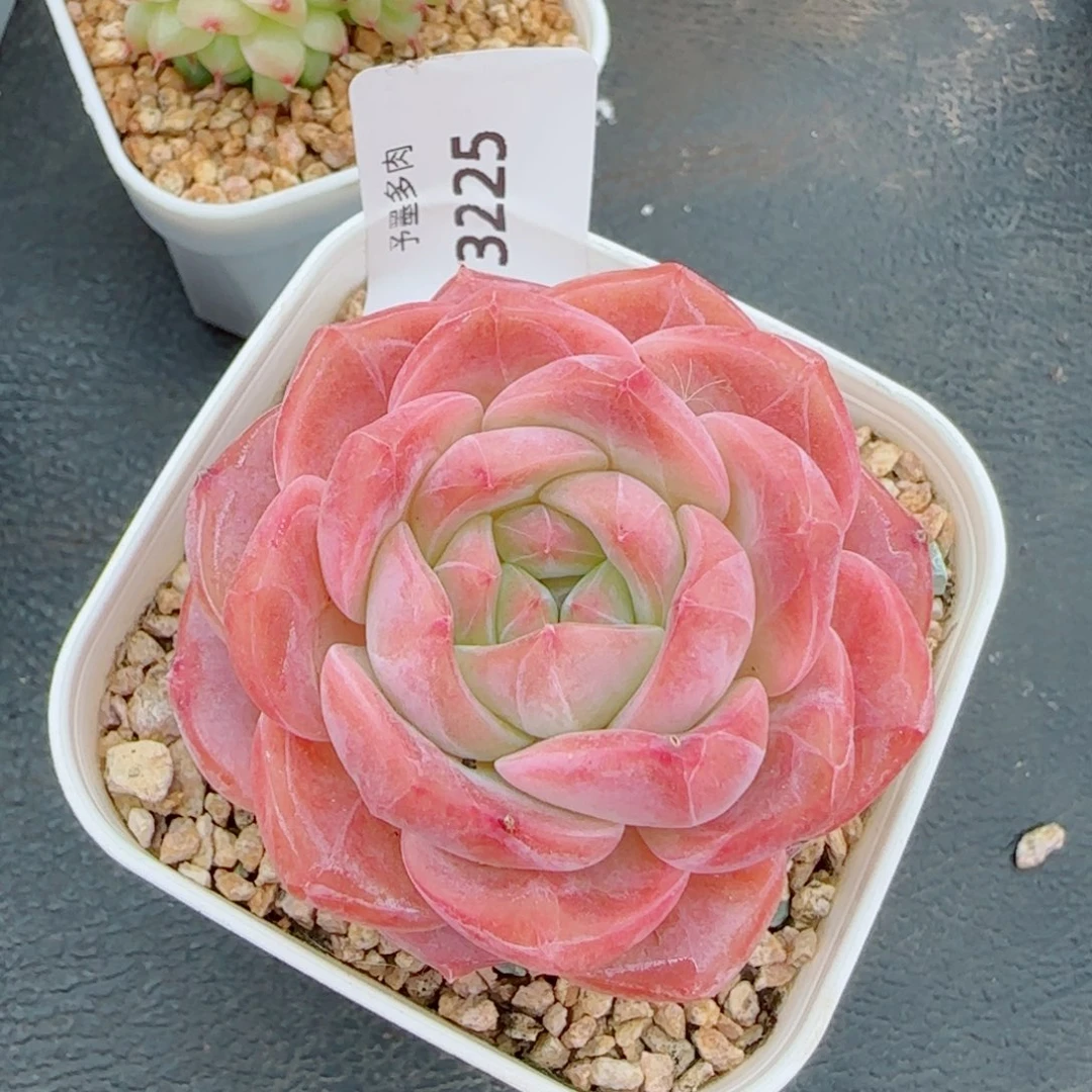 冰魄，3225多肉植物