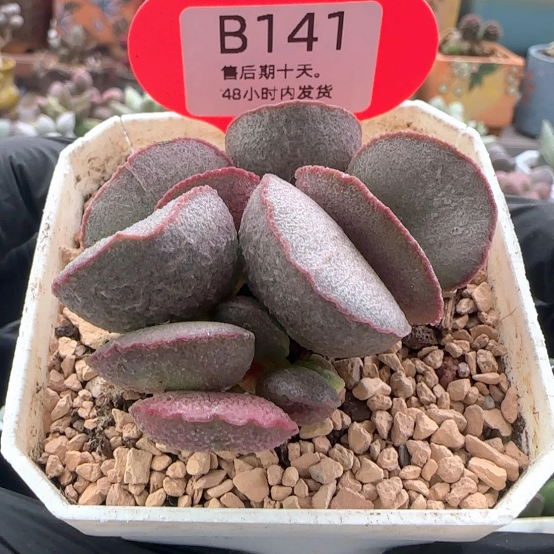 公爵。    141。