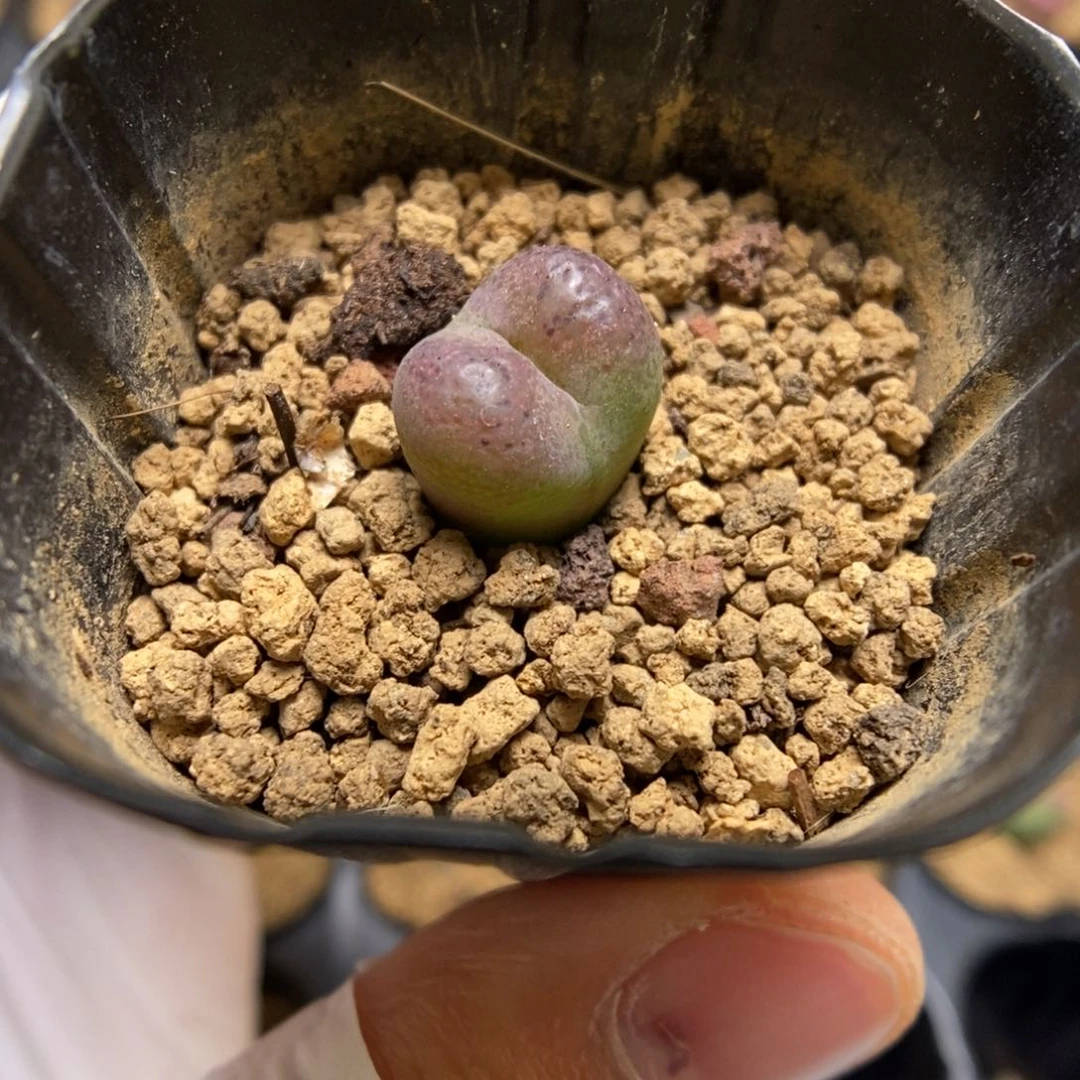多肉植物肉锥杂交K-3541