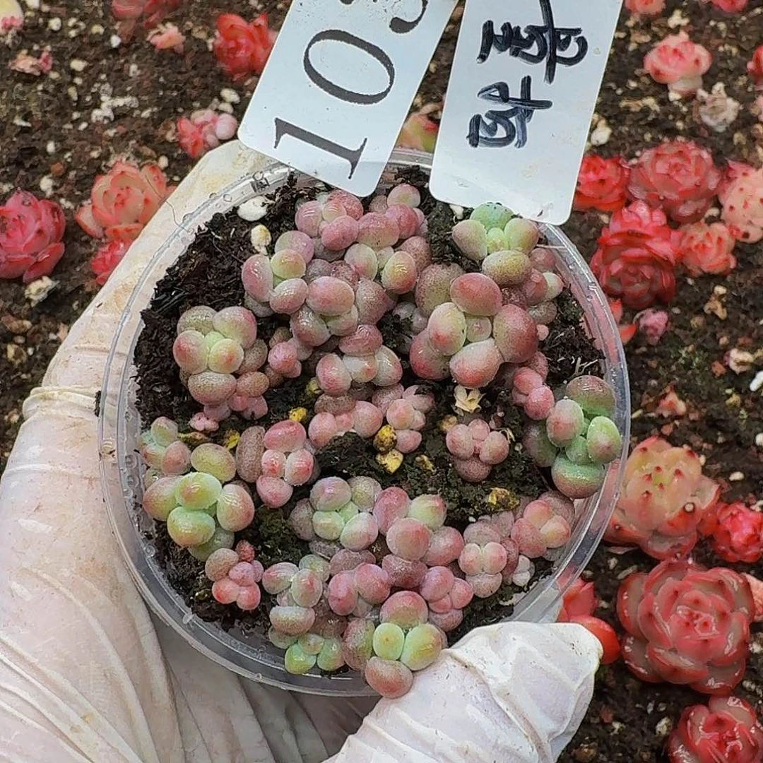 多肉植物多肉植物1033量拍