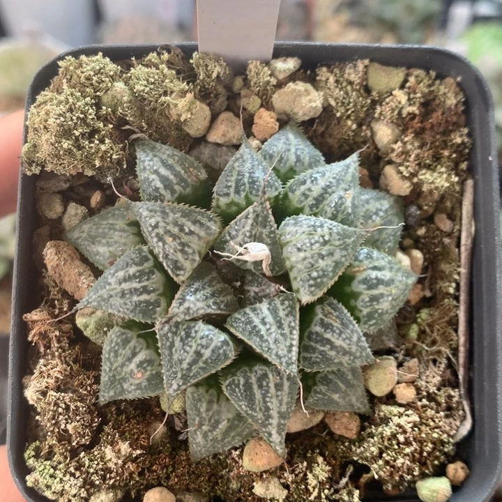 815号   一物一拍  多肉