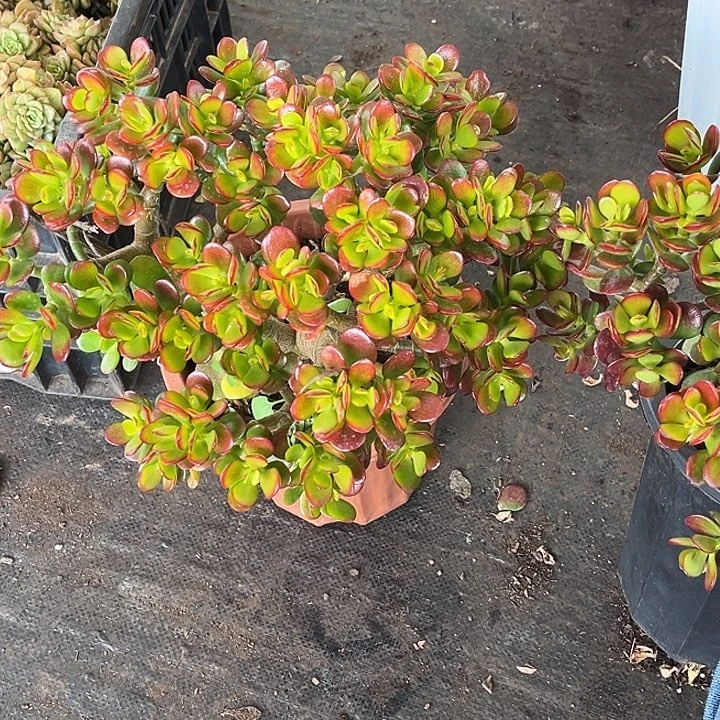 姬红花月一物一拍组合