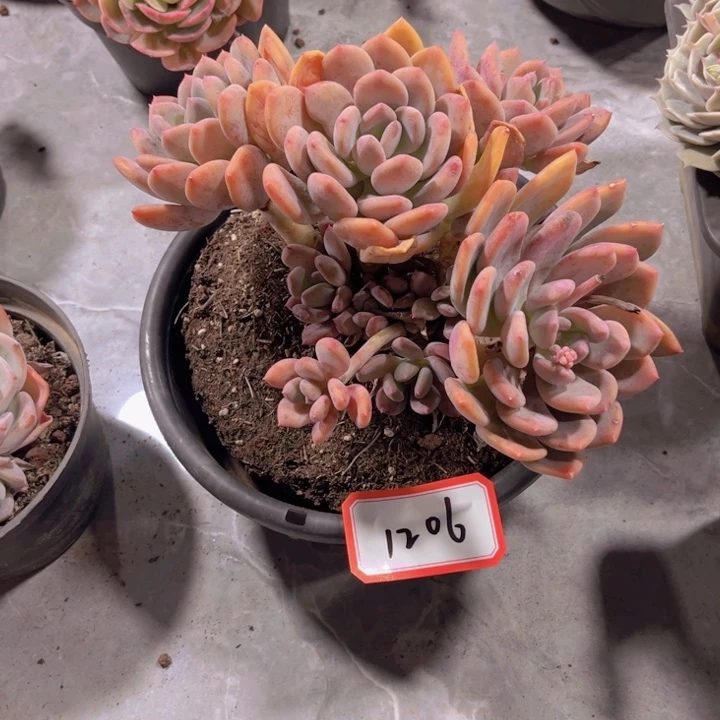 花****O1206灰姑娘多肉