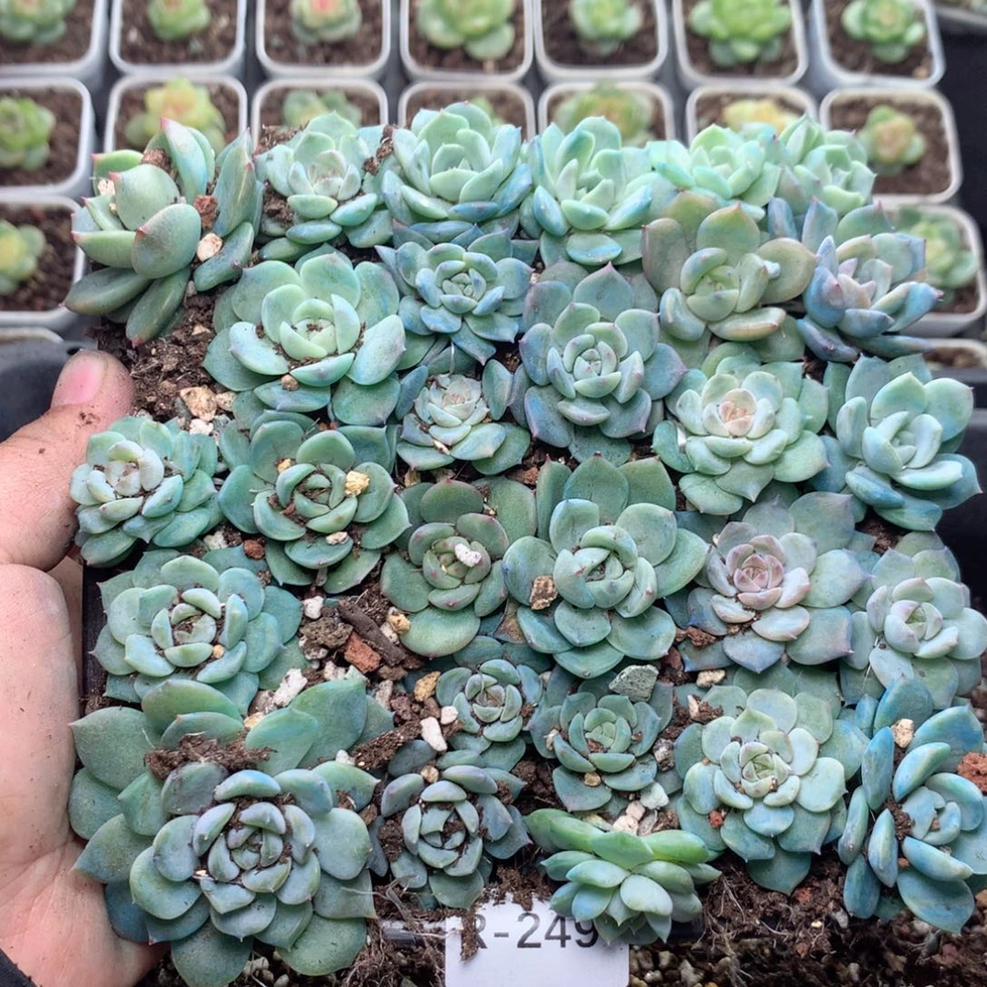 无花朵R249英语英语