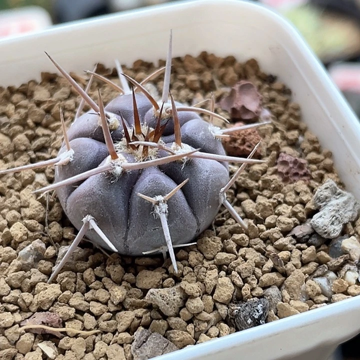 实生紫皮守金摩天龙仙人球