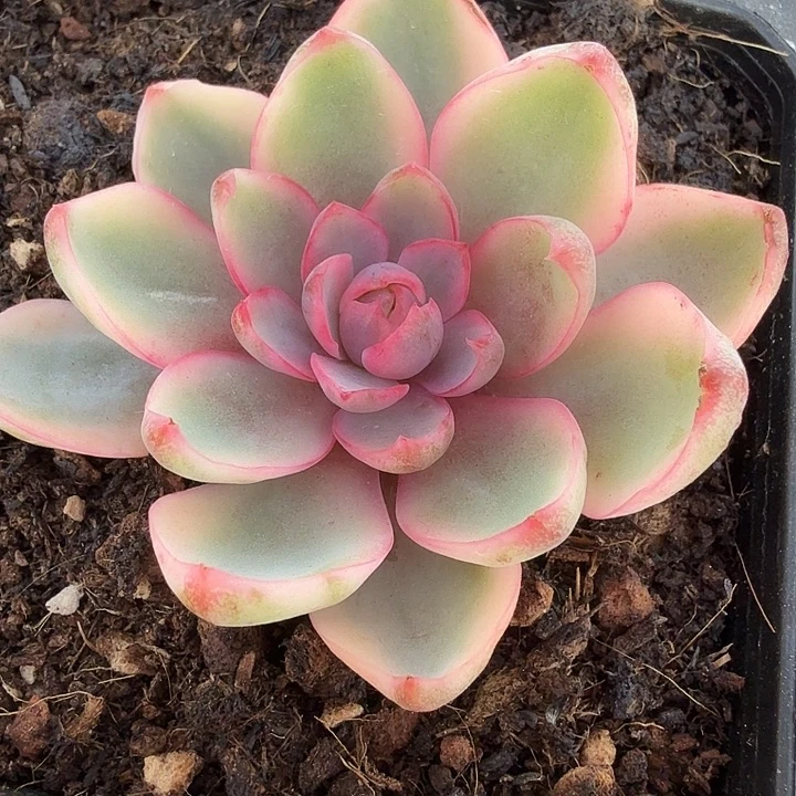 赫拉锦多肉锦植物