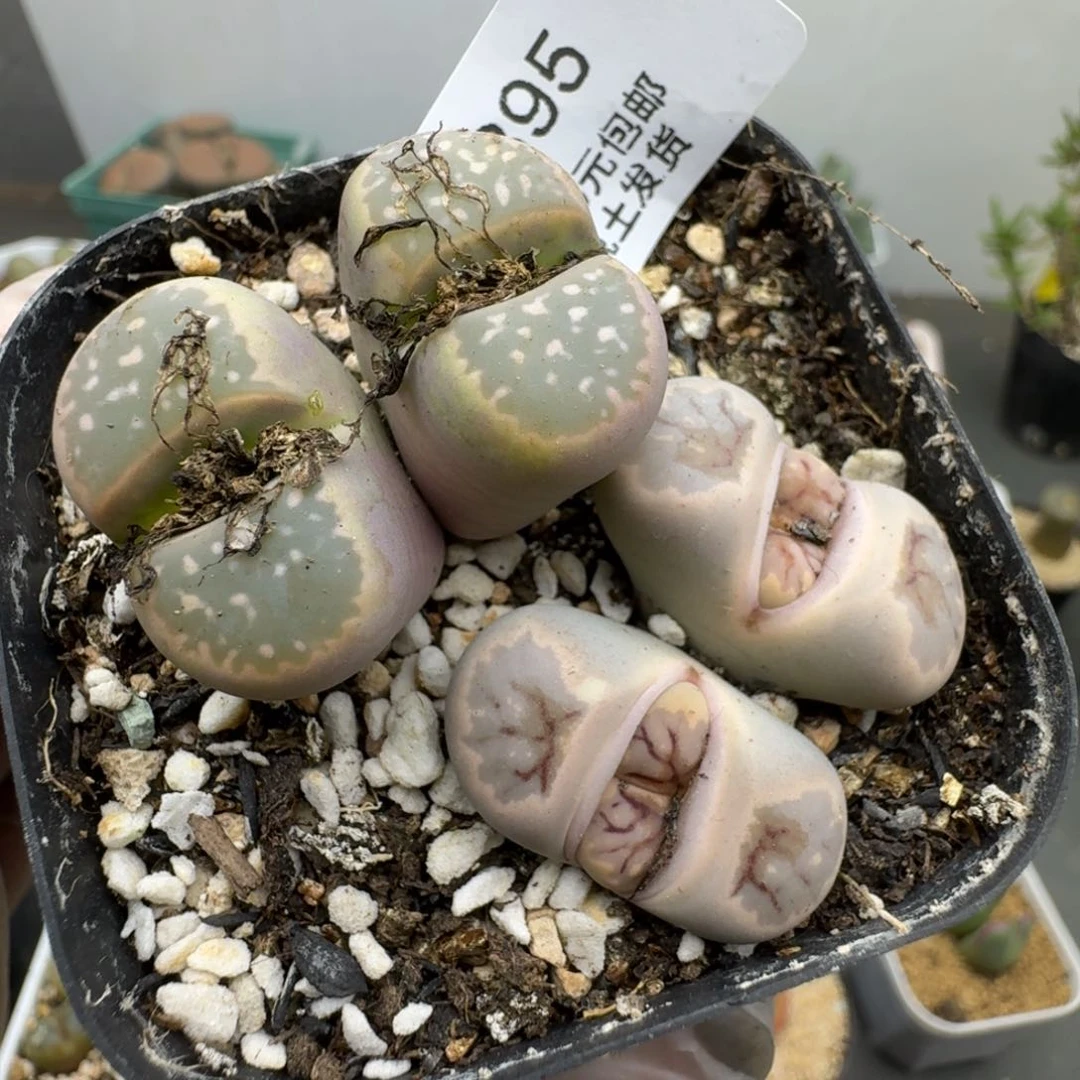 895哈哈哈哈哈哈哈哈