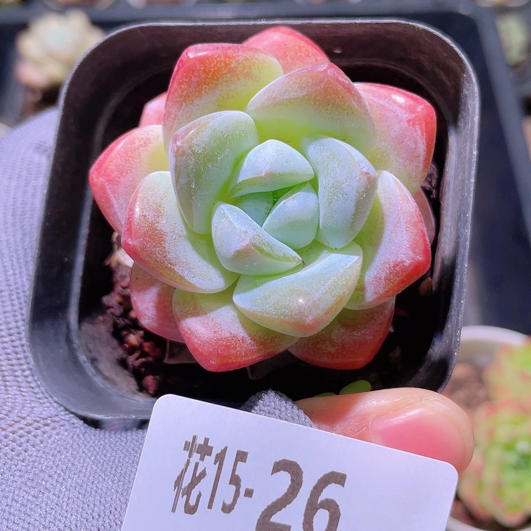 花利美15-26冰玉