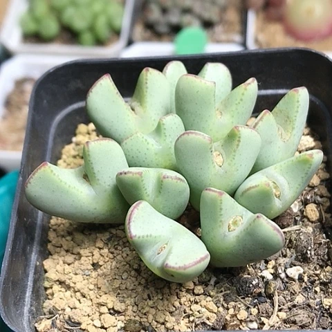 多肉肉锥 爱心少将