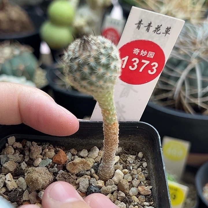 实生赤花美针玉1.8cm
