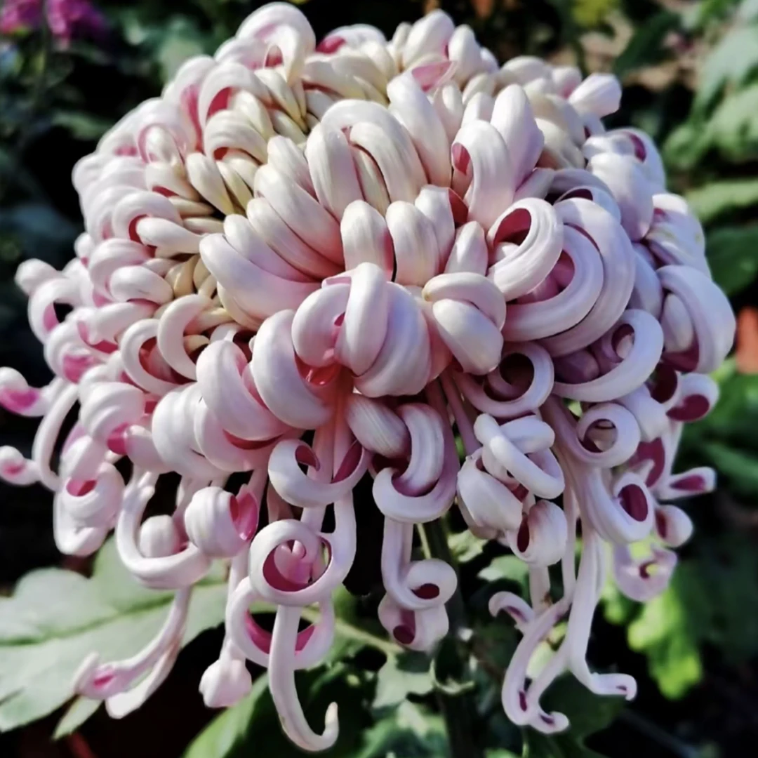 九月菊［紫龙卧雪］大花富贵菊，盆栽绿植室内好养活