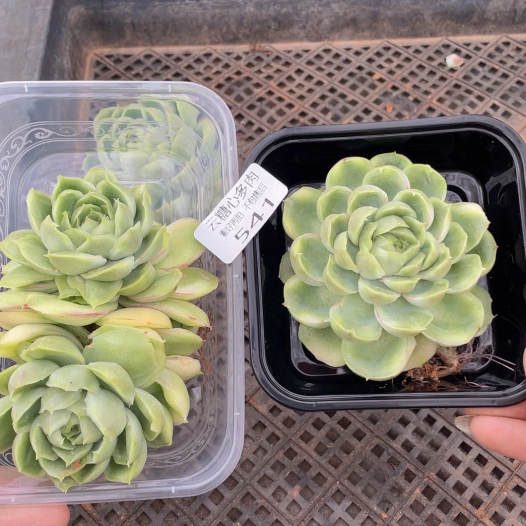 云糖心多肉植物541
