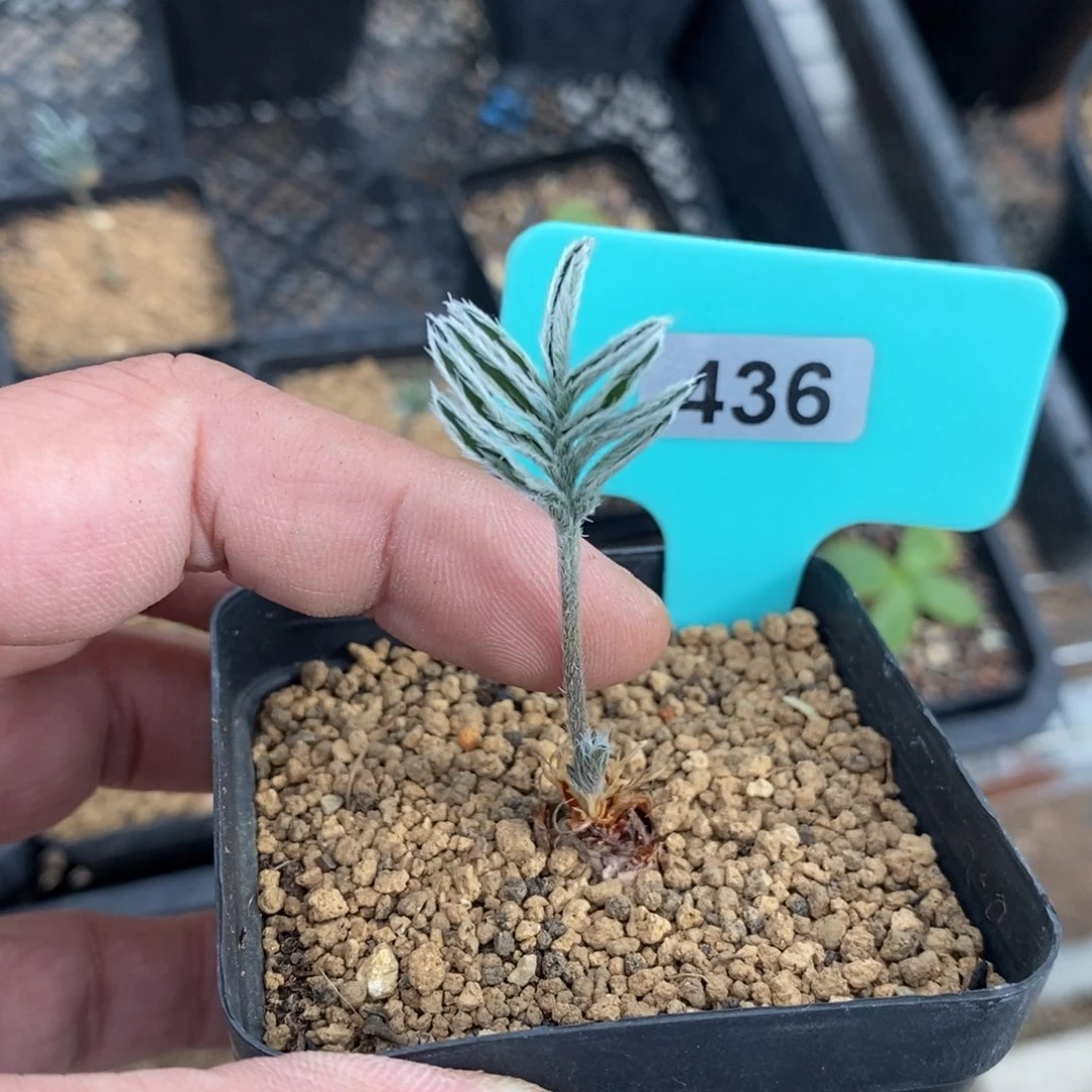 绒戈杨奎多肉植物