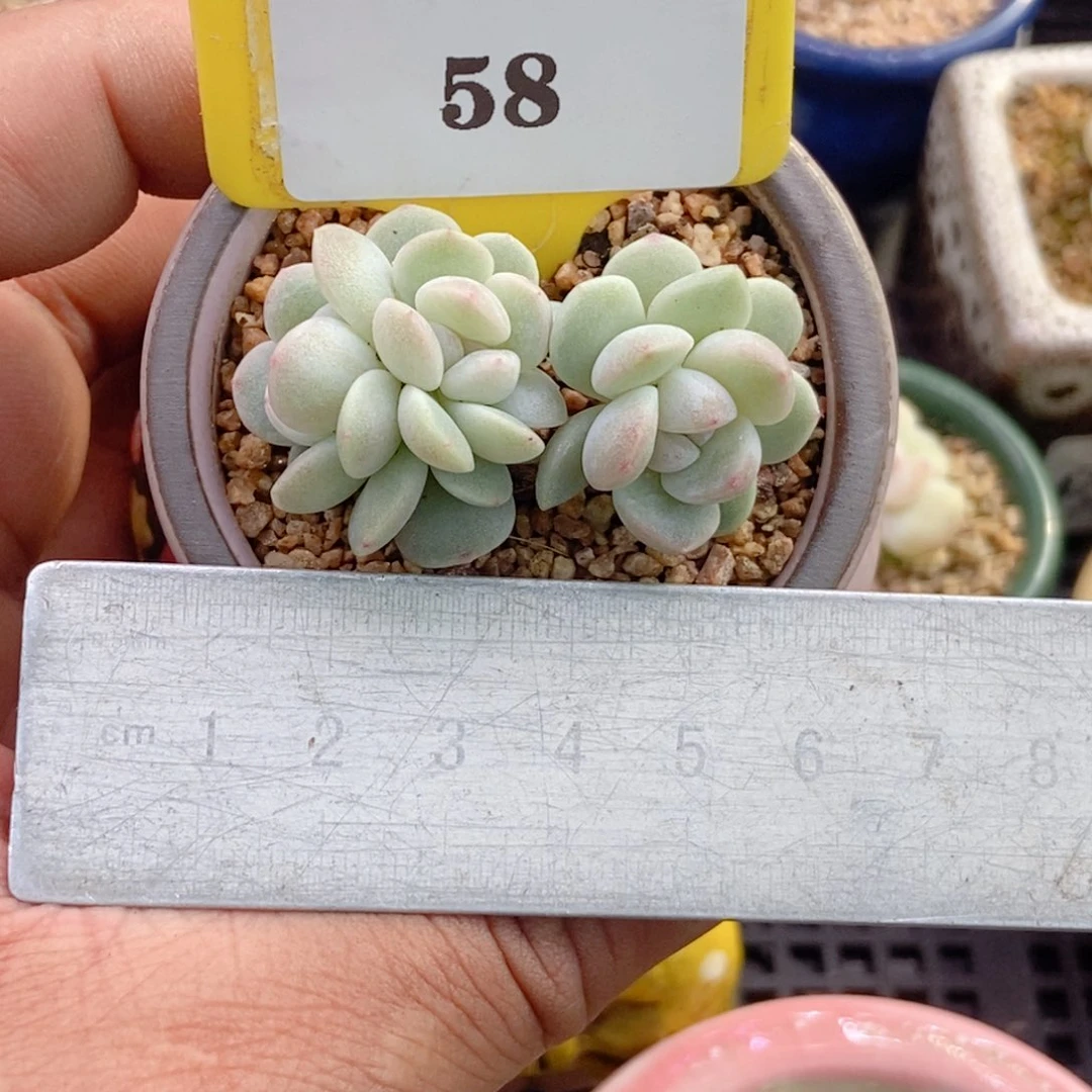 158冰玉小树朵朵多肉