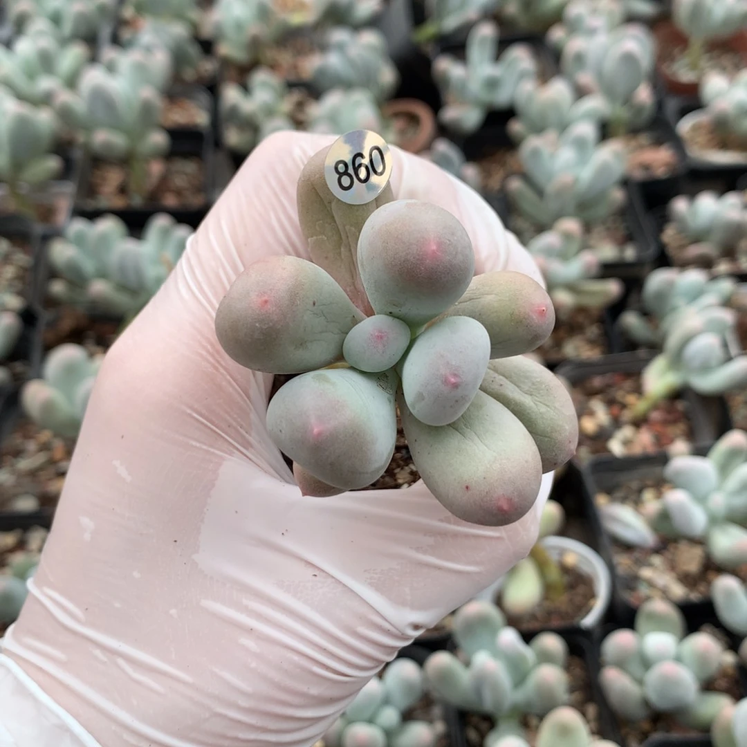 米可奶酪多肉米可奶米可奶酪860