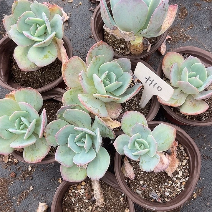 晨语多肉，一物一拍110