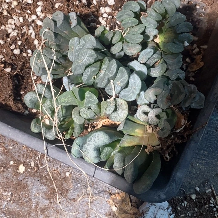 好****来17108 一组福利。