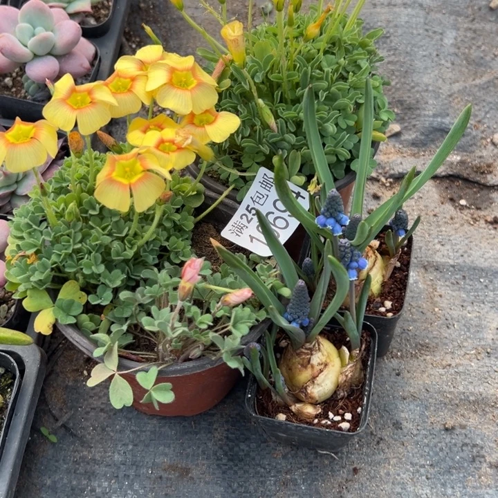 S***C酢浆草694，一物一拍带盆