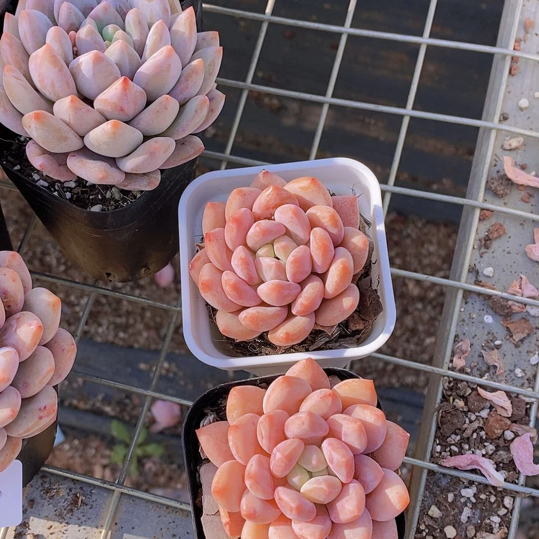 0612- 小半夏单头一颗量拍