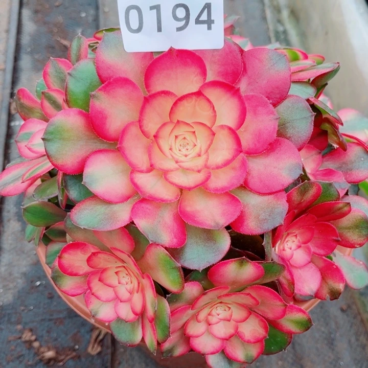 荔枝多肉发货发货