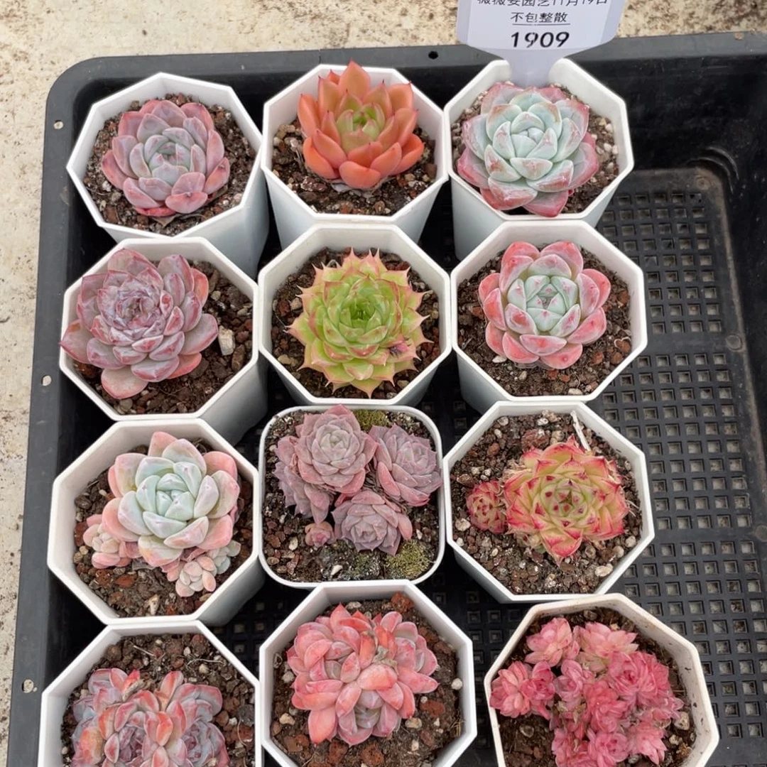 不包整散 盆子不售后1909