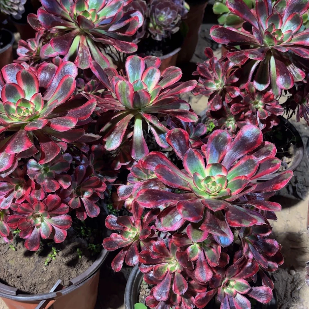 香奈儿9.9法师多肉木质