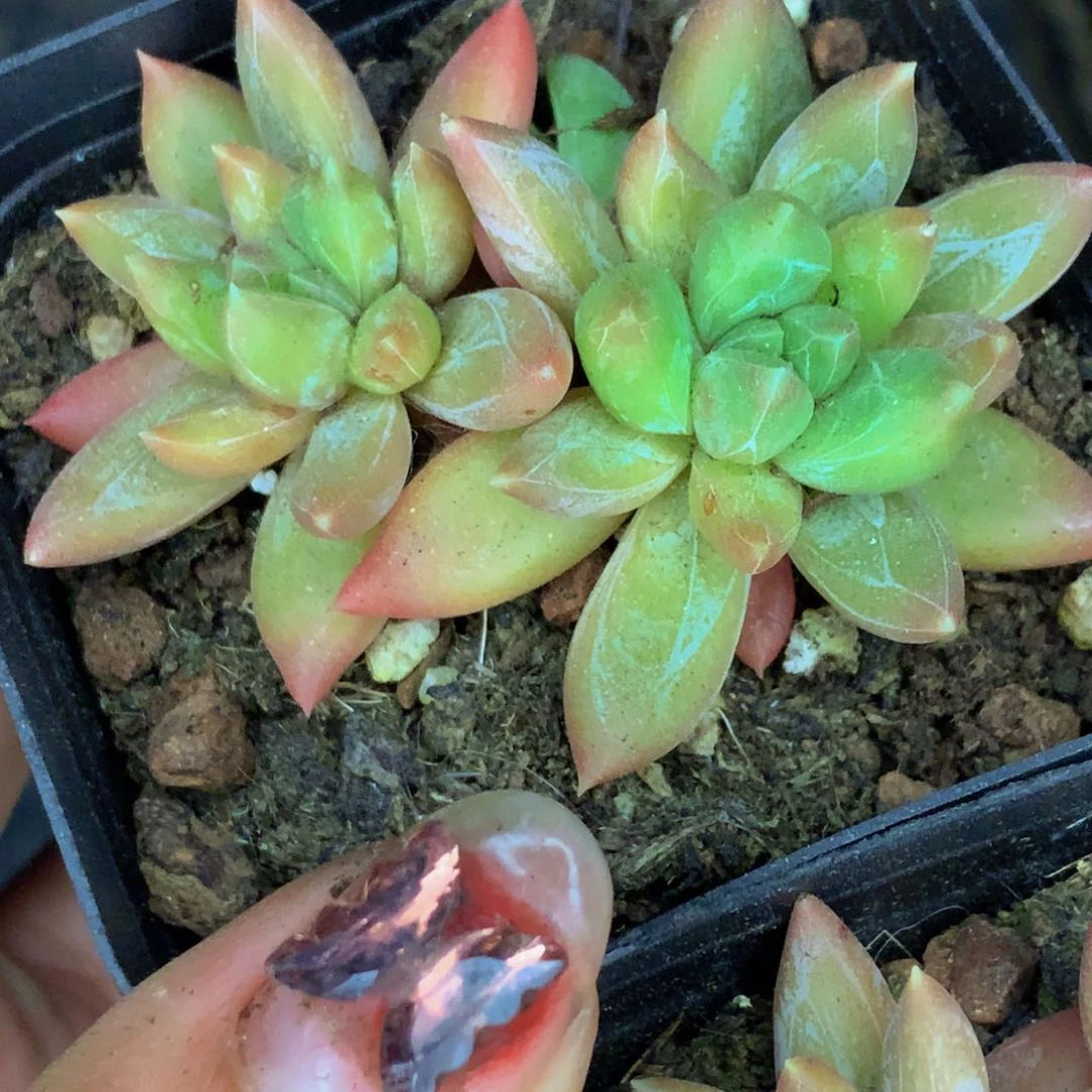 炫彩星双头。（满9.99包邮不满9.99发叶子）