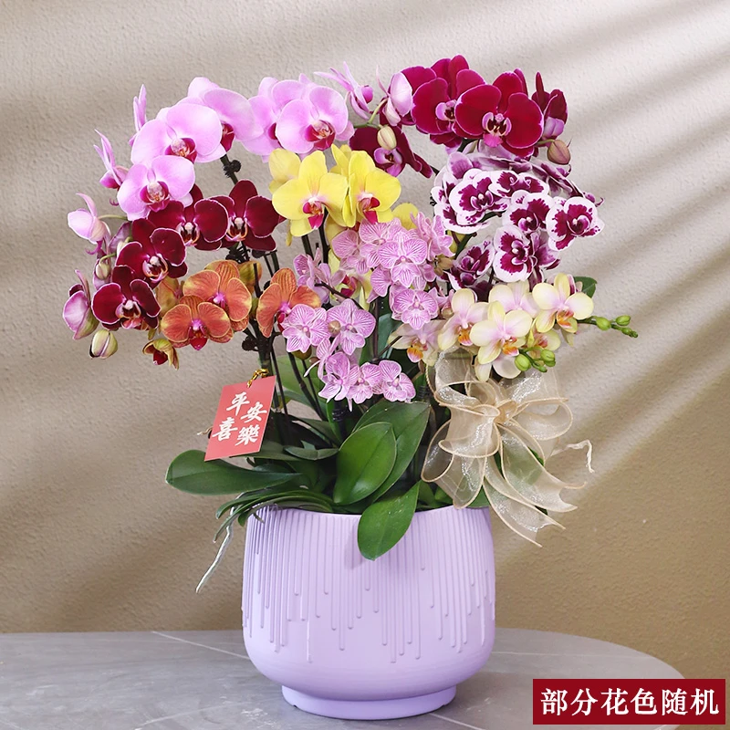 蝴蝶兰【彩花组合】带花带盆组好伴手礼送礼茶桌婚礼客厅美化装饰
