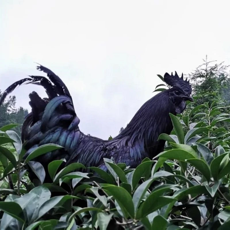 盐津乌骨鸡僰鳯乌鸡