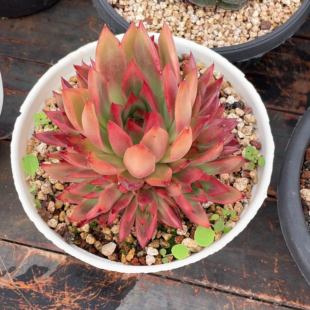 赚***糖多肉植物一物一拍