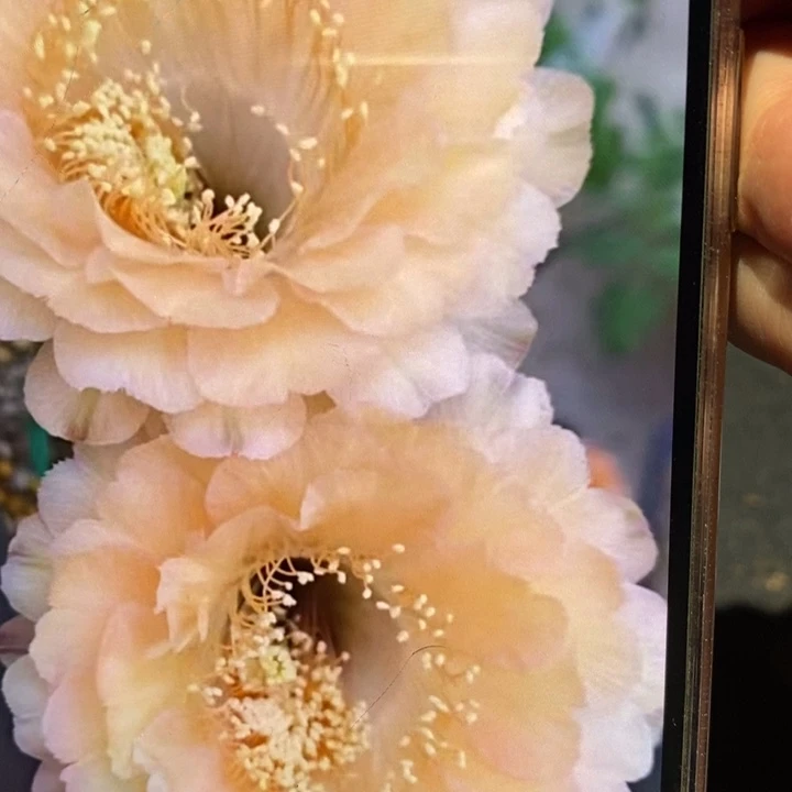 香香新香槟侧芽2公分左右