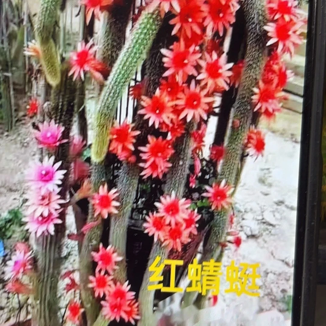 5颗红蜻蜓侧牙20包邮仙人球18